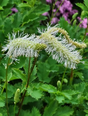 Sanguisorba tenuifolia alba