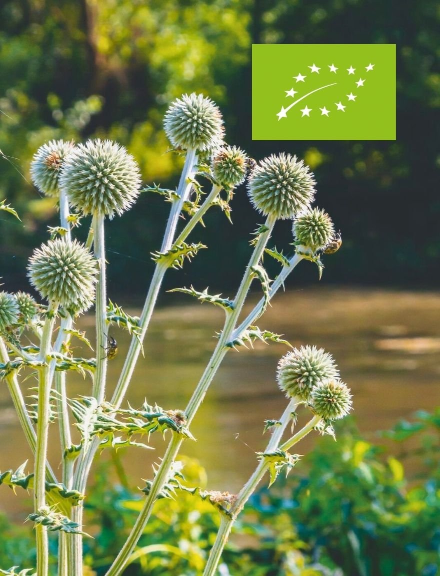 Echinops sphaerocephalus 'Arctic Glow' / kogeldistel