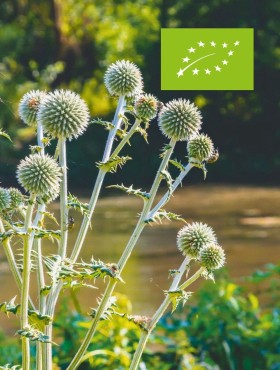 Echinops sphaerocephalus 'Arctic Glow' / kogeldistel