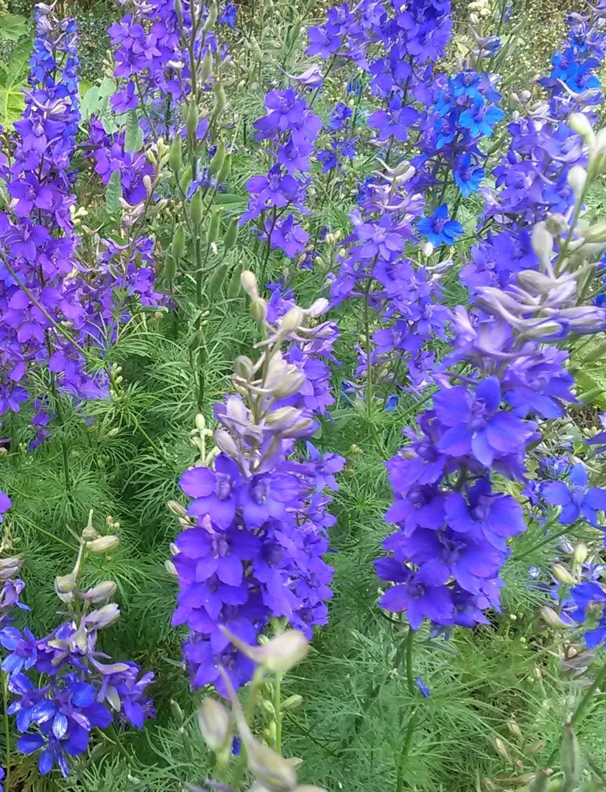 Consolida ajacis 'Blue Spire' (syn. Delphinium consolida 'Blue Spire')