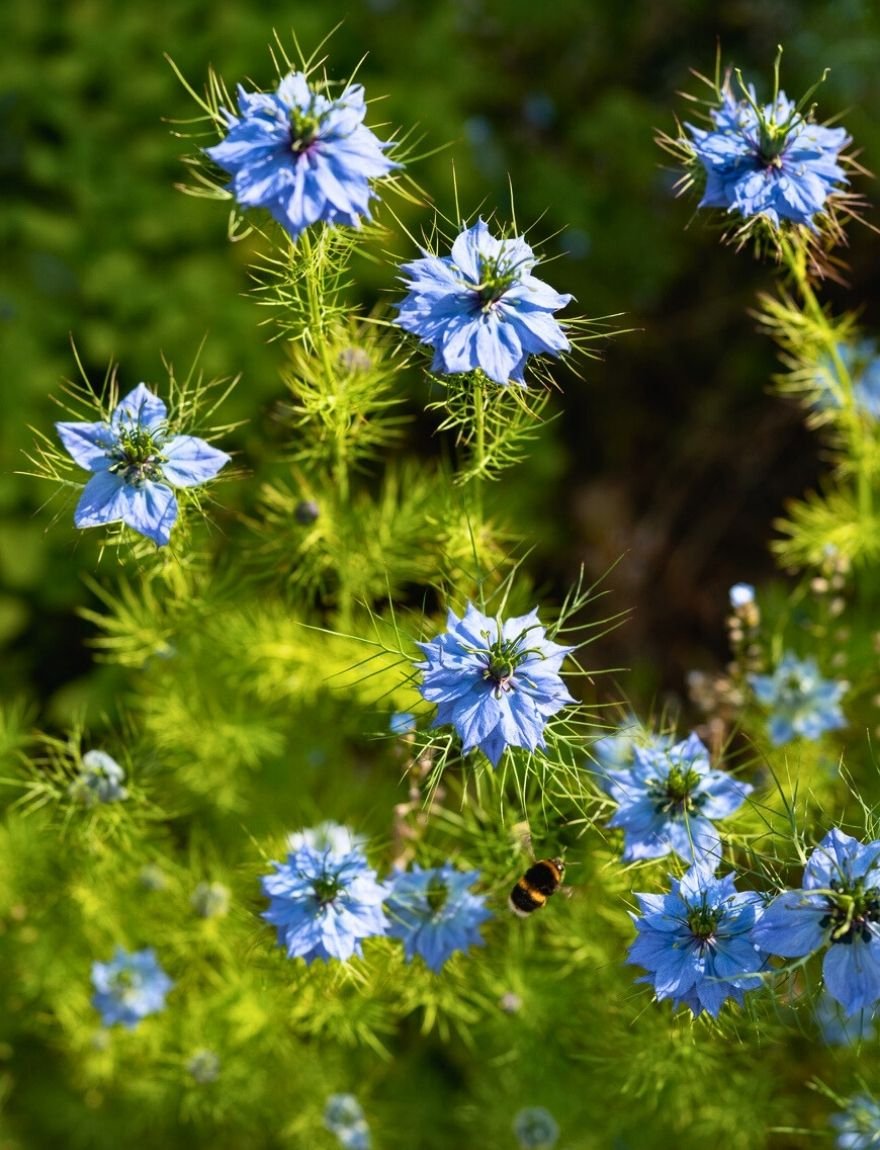 nigella damascena