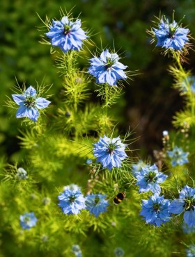 nigella damascena