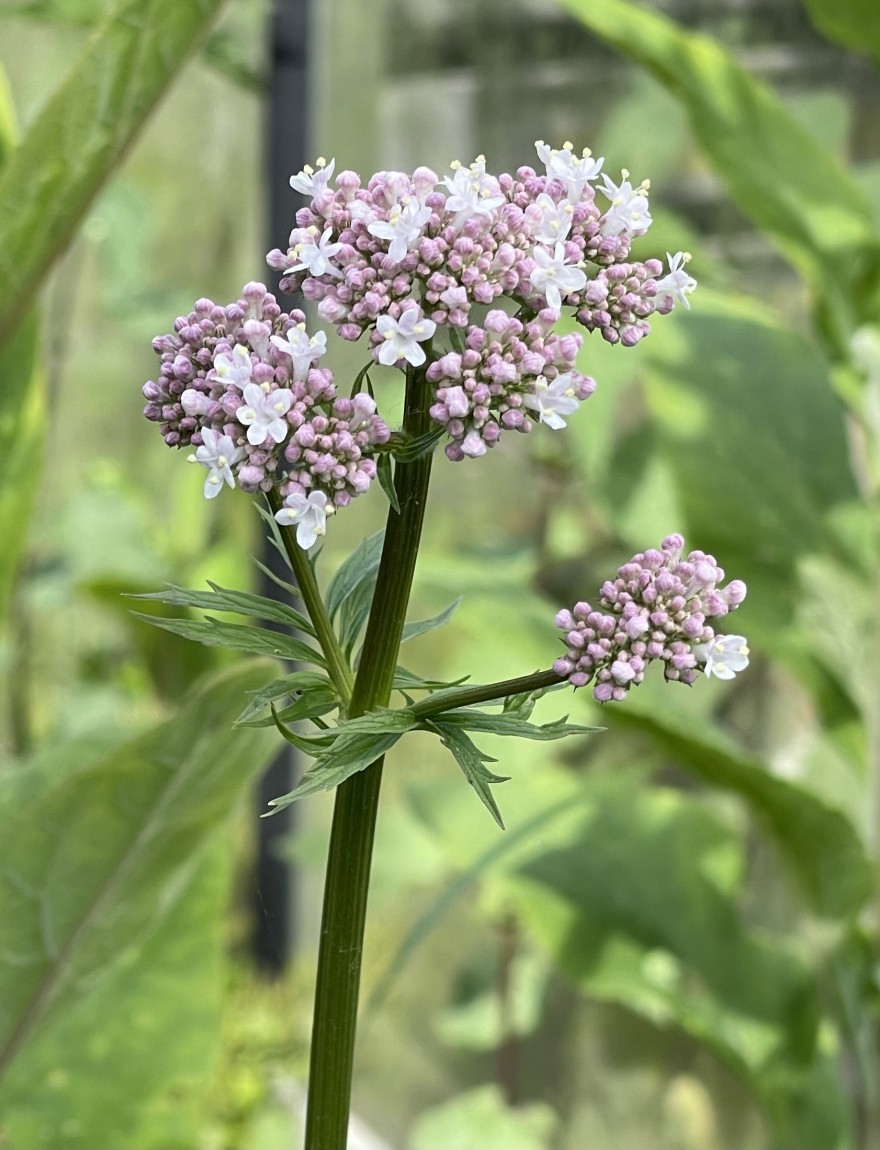 Valeriana officinalis