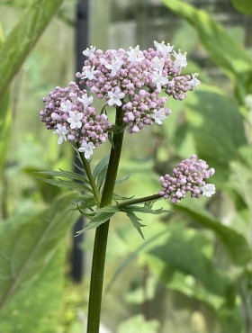 Valeriana officinalis