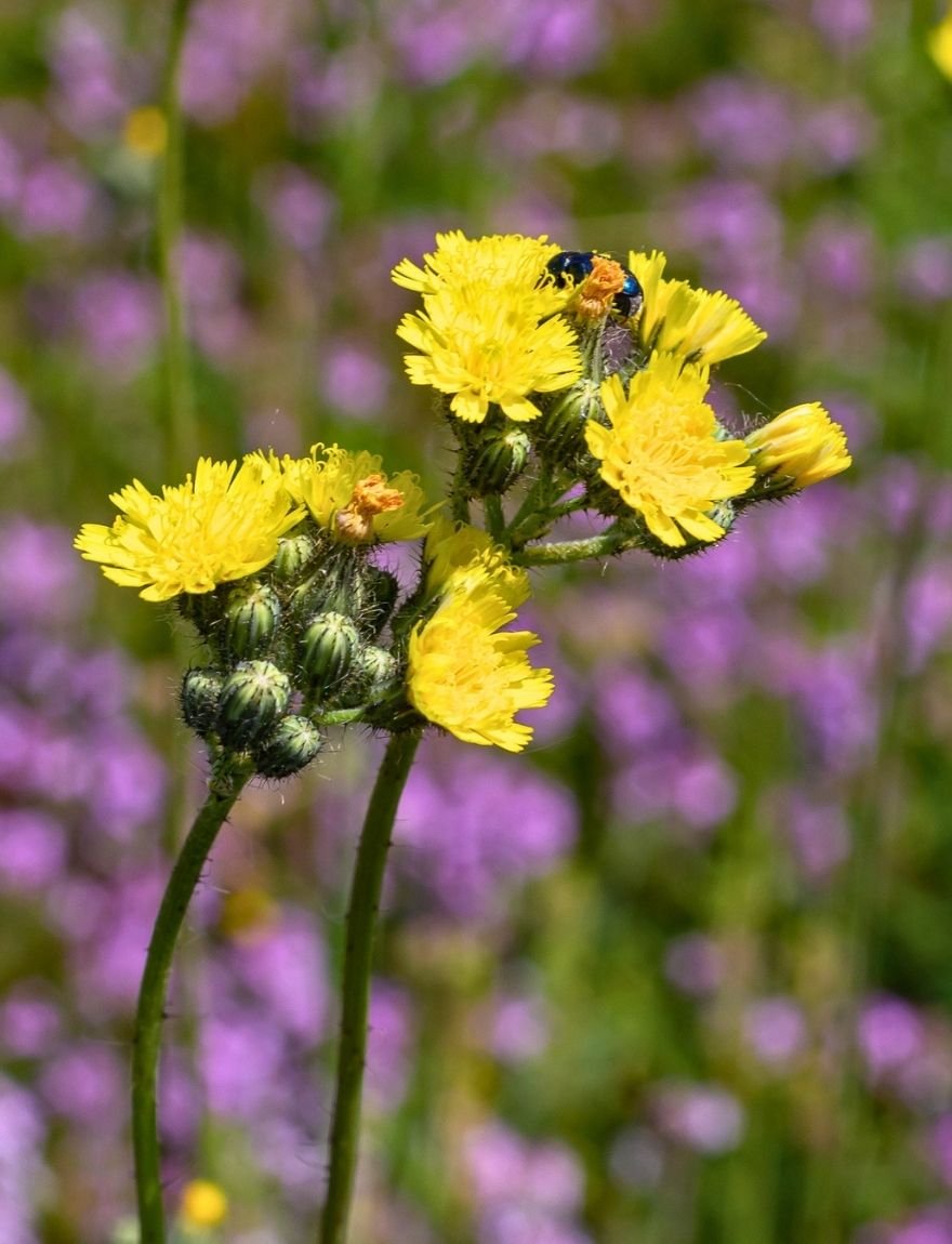 Weidehavikskruid (Pilosella caespitosa)