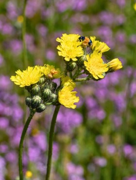 Weidehavikskruid (Pilosella caespitosa)