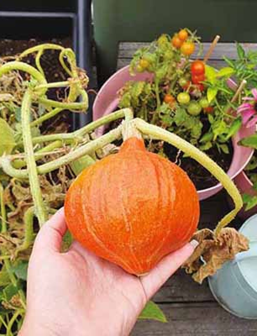 Pompoen 'Uchiki Kuri'