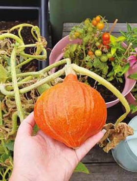 Pompoen 'Uchiki Kuri'