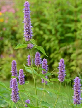 Agastache foeniculum