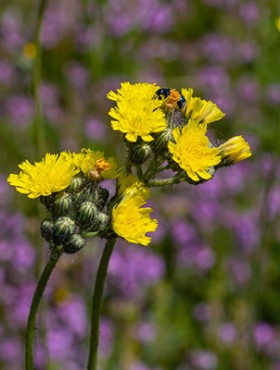 Bright yellow Pilosella caespitosa or Meadow Hawkweed flower, close up. Hieracium pratense Tausch or Yellow King Devil is tall, flowering, wild plant, growing in the abandoned grasslands or roadsides.
