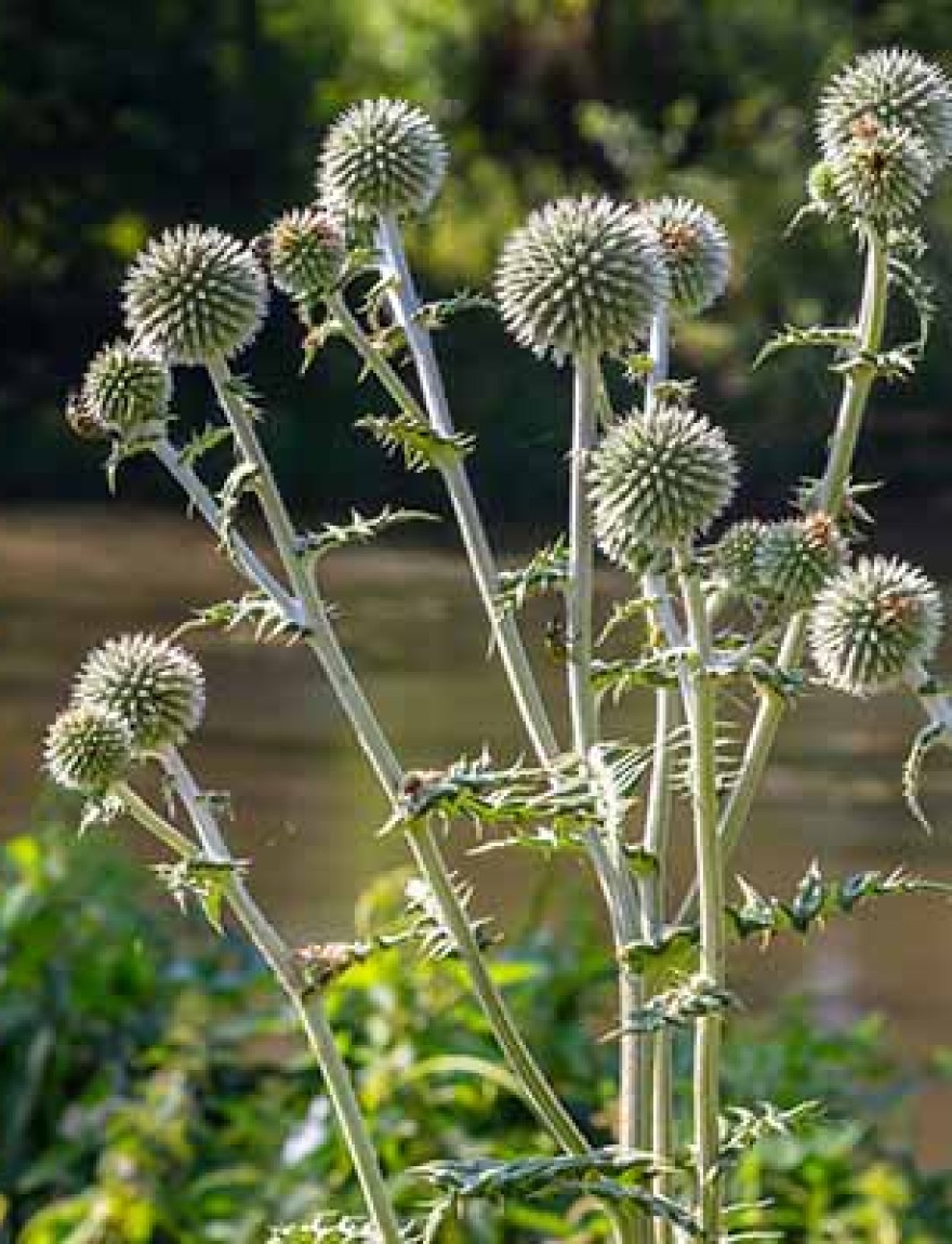 In the wild, the honey plant echinops sphaerocephalus blooms.
