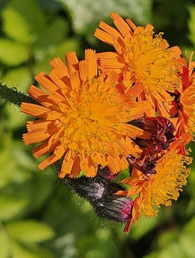 Close-up of bright orange flower head of Pilosella Aurantiaca (Fox and Cubs)