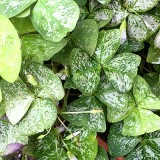 Oxalis triangularis 'Irish Mist'