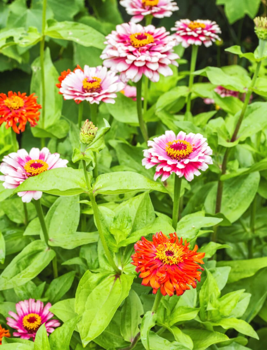 Zinnia Whirligig