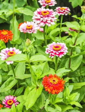 Zinnia Whirligig