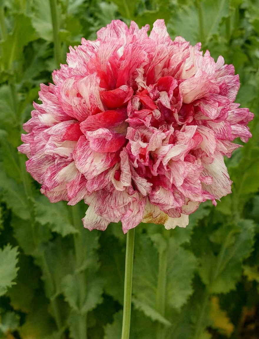 Papaver somniferum Flemish Antique