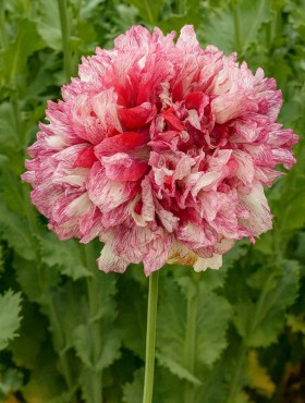 Papaver somniferum Flemish Antique