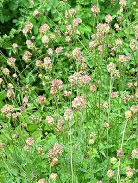 Salad burnet (Sanguisorba minor) flowers. Rosaceae perennial herb. Known as the "vegetarian herb," ​​the leaves are used in salads and soups.