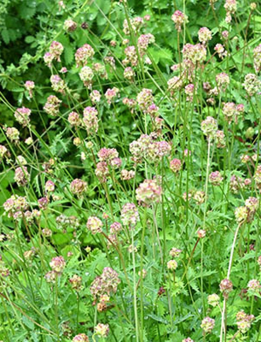 Salad burnet (Sanguisorba minor) flowers. Rosaceae perennial herb. Known as the "vegetarian herb," the leaves are used in salads and soups.