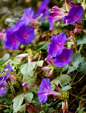 ipomoea purpurea kniolas black knight