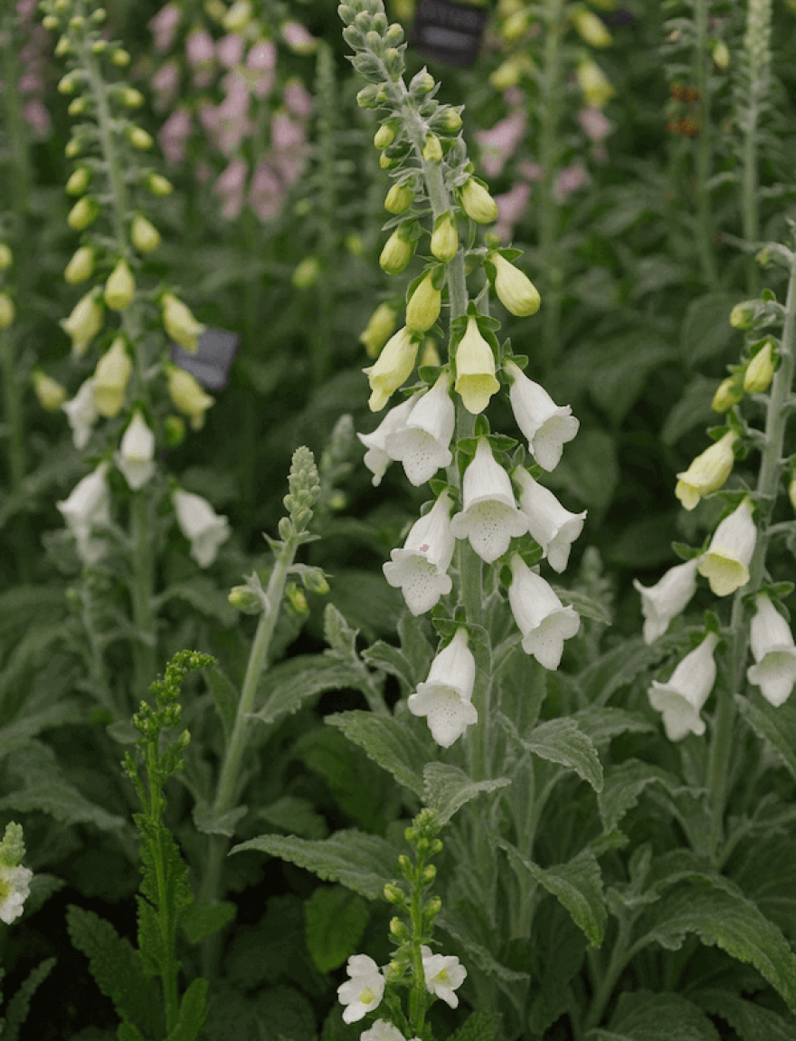 Digitalis Purpurea Silver Cub