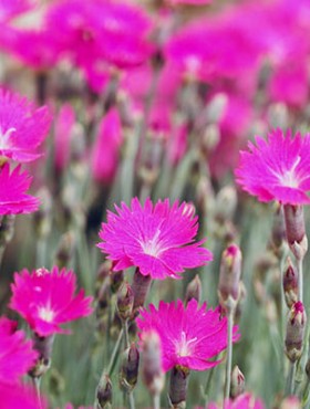 Flowering carpet of bright colored Dianthus, full frame. OLYMPUS DIGITAL CAMERA