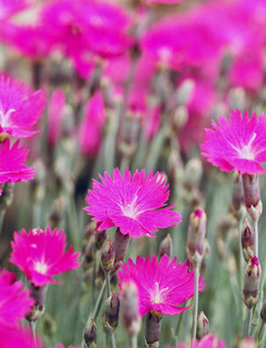 Flowering carpet of bright colored Dianthus, full frame. OLYMPUS DIGITAL CAMERA
