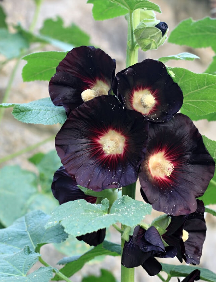 Alcea rosea Nigra