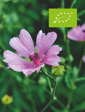 Althaea cannabina (biologisch)