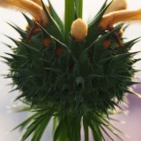 Leonotis nepetifolia