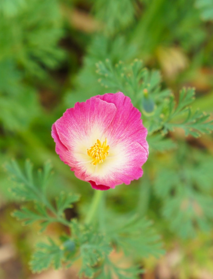 Eschscholzia californica carmine king red flower with green