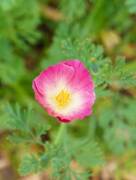 Eschscholzia californica carmine king red flower with green