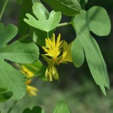 Tropaeolum peregrinum