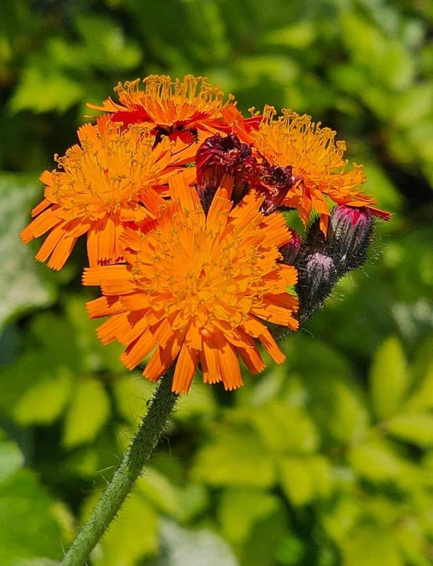 Pilosella aurantiaca