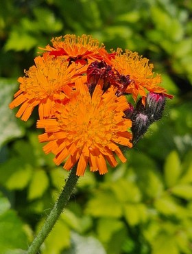 Pilosella aurantiaca