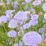 Didiscus caeruleus