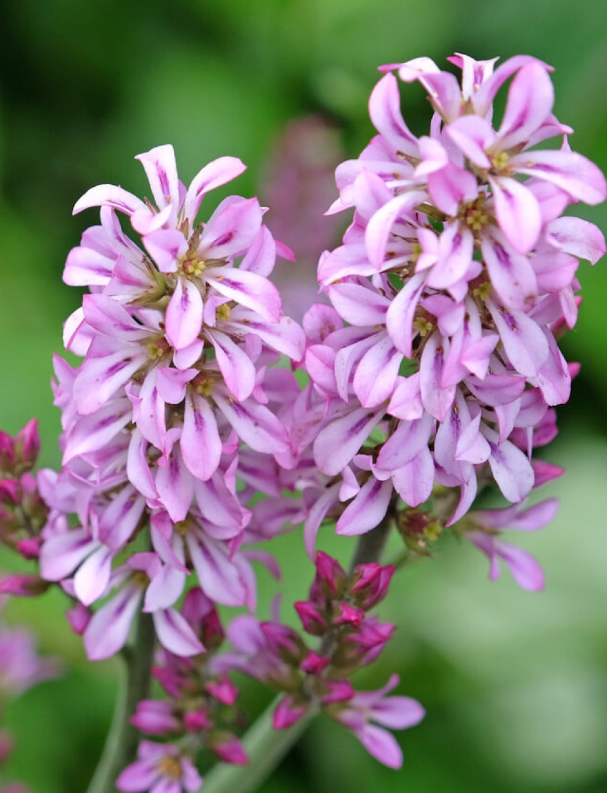Francoa sonchifolia 'Rogerson's Form'