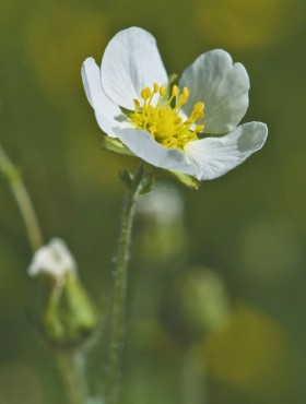 Ganzerik (Potentilla rupestris / Drymocallis rupestris)
