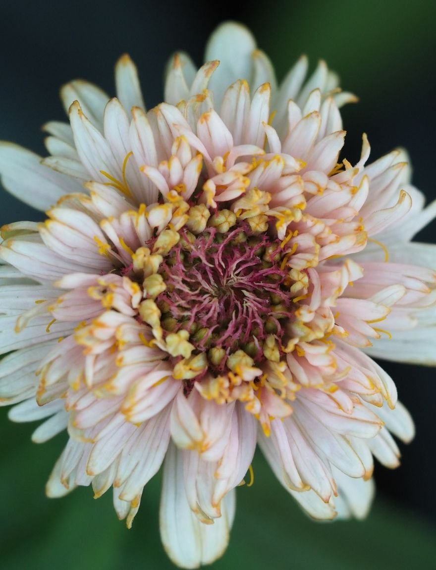 Zinnia 'Peaches and Cream'