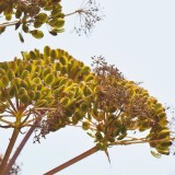 Ferula communis / reuzenvenkel