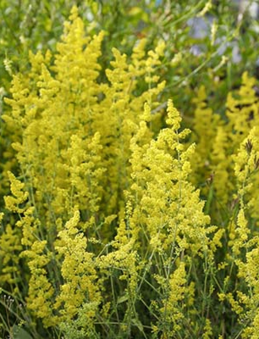 Galium verum