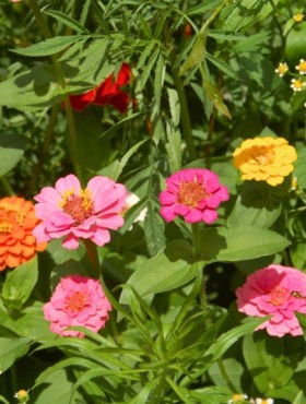 Zinnia elegans 'Button Box Mixture'