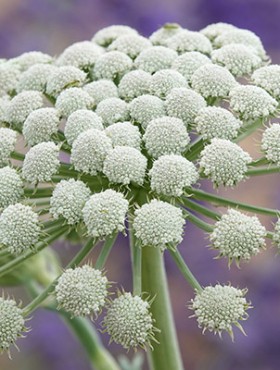 Seseli gummiferum also known as moon carrot, in closeup against a defocused background.
