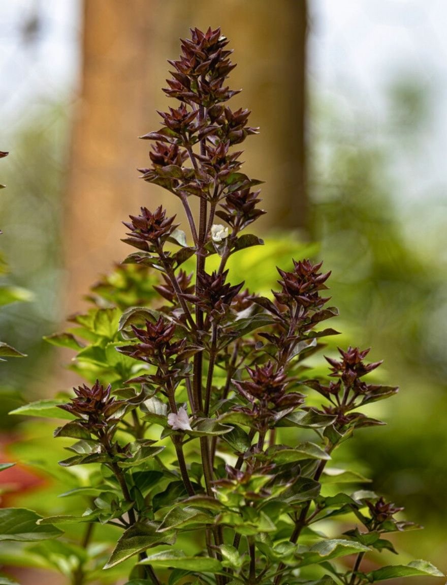 Ocimum basilicum 'Cinnamonette'