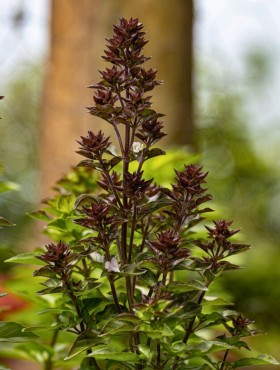Ocimum basilicum 'Cinnamonette'