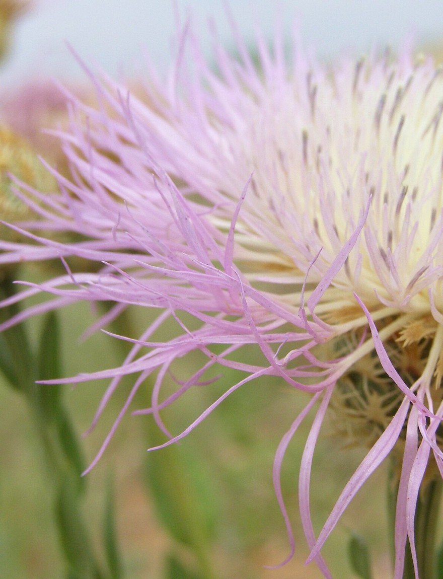 Centaurea americana