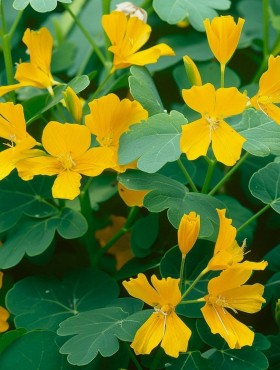 Tropaeolum peregrinum