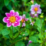 Dahlia Pinnata, "Hartenaas".
