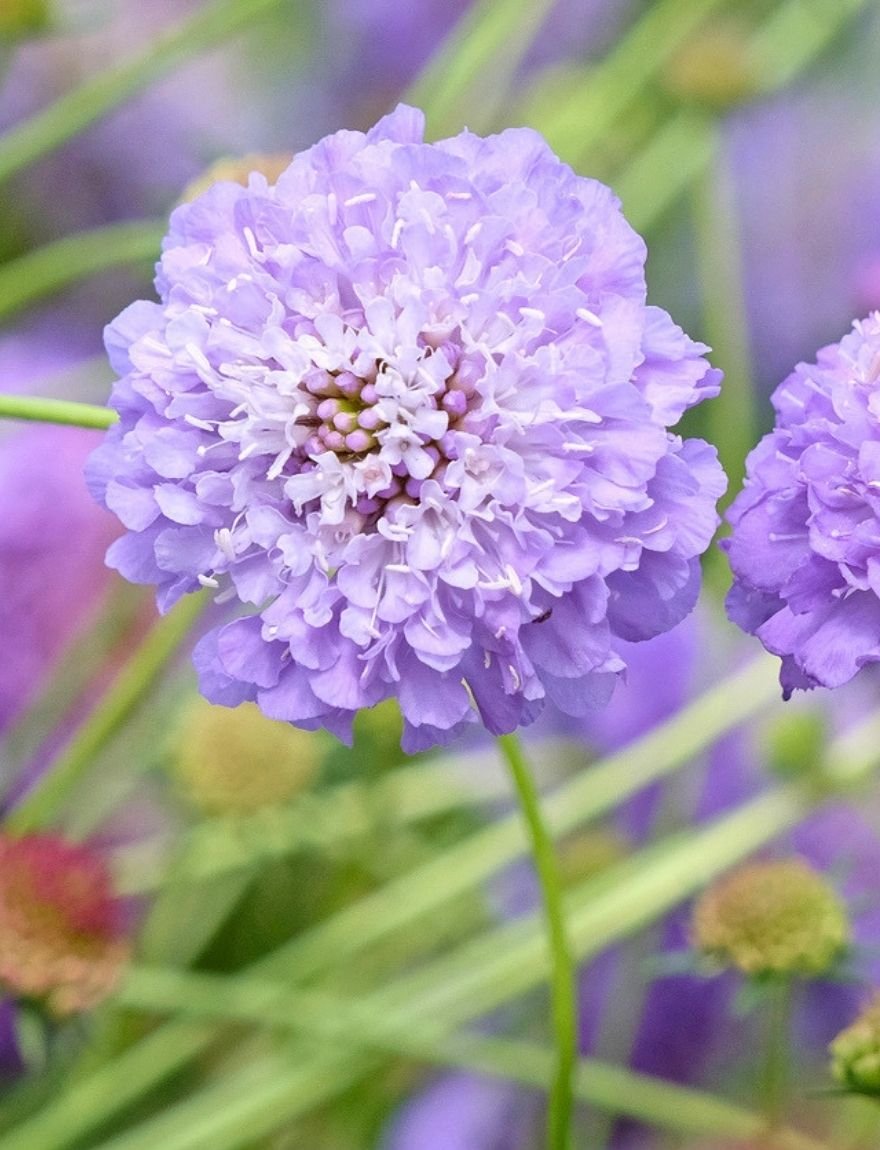 Scabiosa atropurpurea 'Oxford Blue'