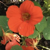 Tropaeolum majus Glorious gleam